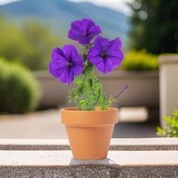 ♥ Maceta Petunia Soltax Boda