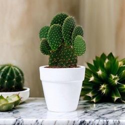 ♥ Maceta Cactus Boda